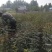 大红袍花椒苗花椒苗各类品种苗齐全,产地直销,提供技术指导