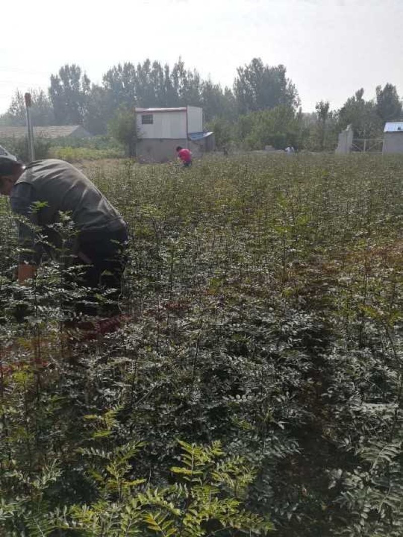 大红袍花椒苗花椒苗各类品种苗齐全，产地直销，提供技术指导