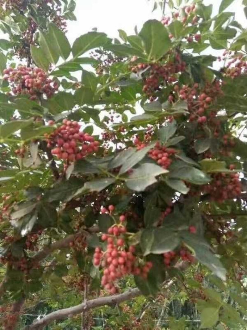 大红袍花椒苗花椒苗各类品种苗齐全，产地直销，提供技术指导