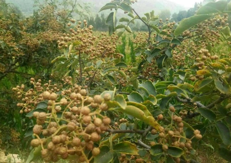 大红袍花椒苗花椒苗各类品种苗齐全，产地直销，提供技术指导