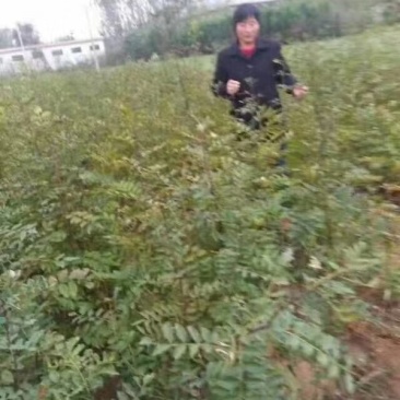 大红袍花椒苗花椒苗各类品种苗齐全,产地直销,提供技术指导