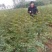 大红袍花椒苗花椒苗各类品种苗齐全,产地直销,提供技术指导