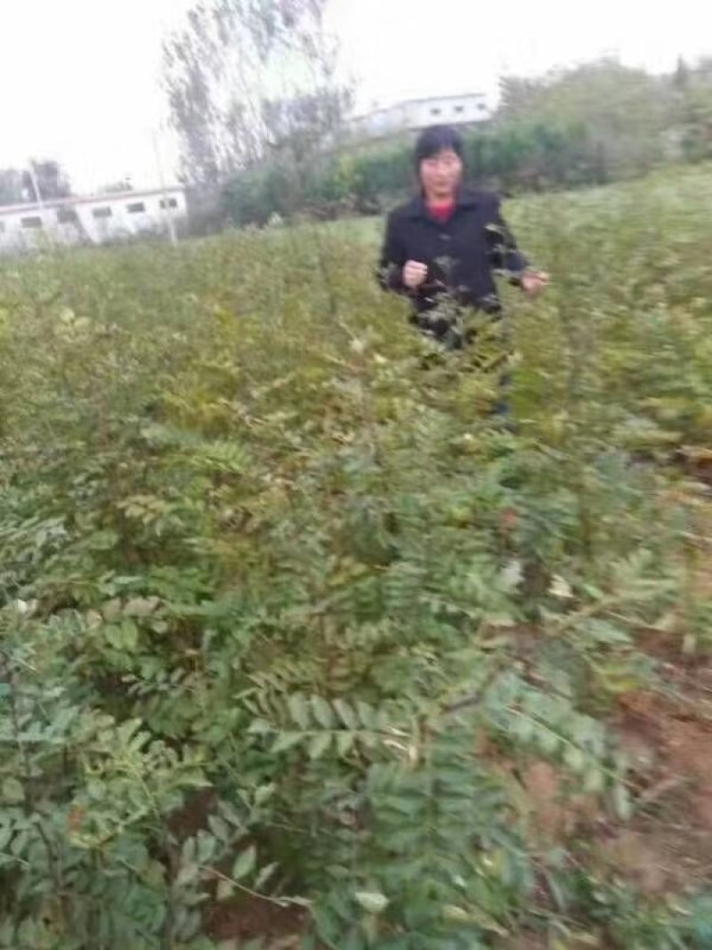 大红袍花椒苗花椒苗各类品种苗齐全，产地直销，提供技术指导