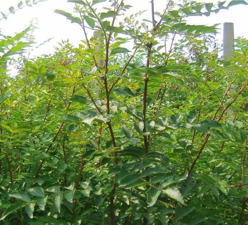 大红袍花椒苗花椒苗各类品种苗齐全，产地直销，提供技术指导