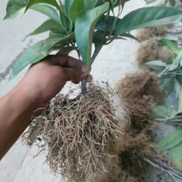 黑老虎布福娜果苗，1-2-3-4年大量