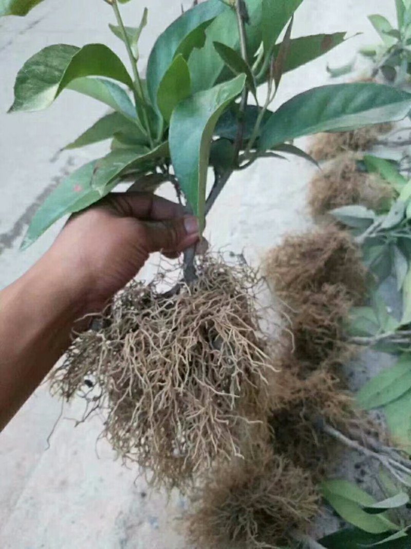 黑老虎布福娜果苗，1-2-3-4年大量