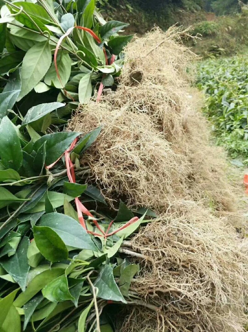 黑老虎布福娜果苗，1-2-3-4年大量