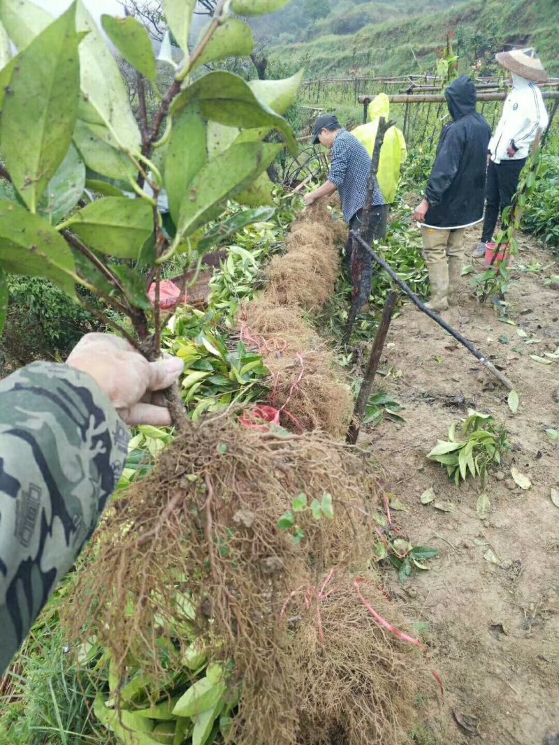 黑老虎布福娜果苗，1-2-3-4年大量