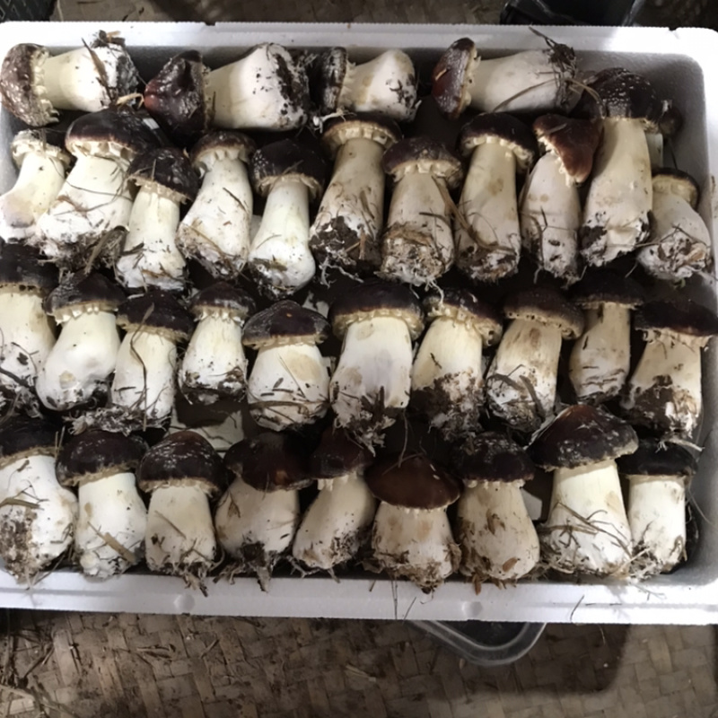 成都精品大球盖，大量上市，欢迎联系。