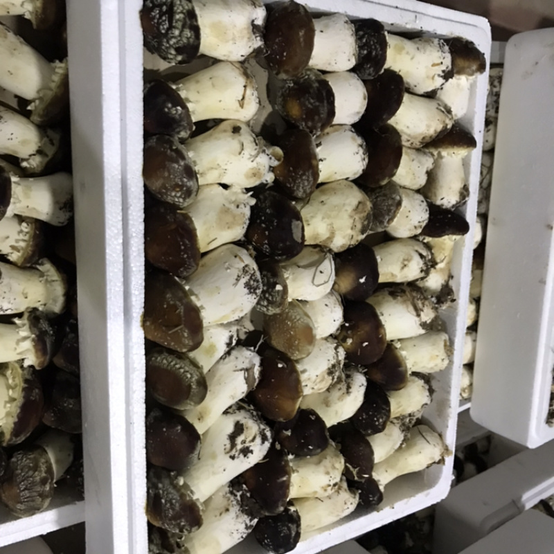 成都精品大球盖，大量上市，欢迎联系。