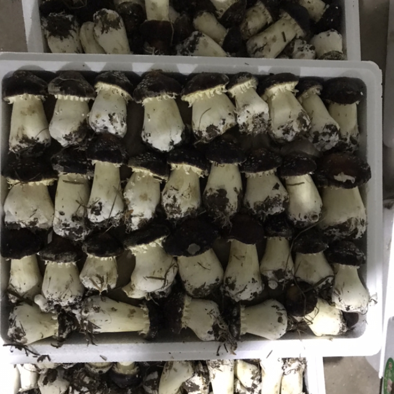 精品大球盖菇，已经大量上市，有需要的老板请联系我！