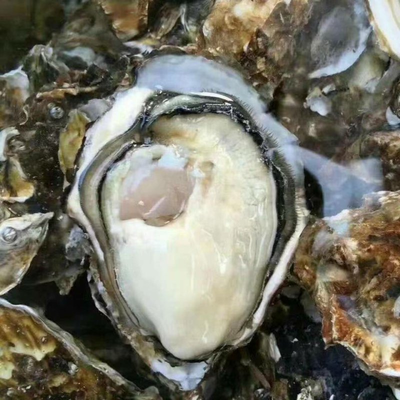太平洋牡蛎