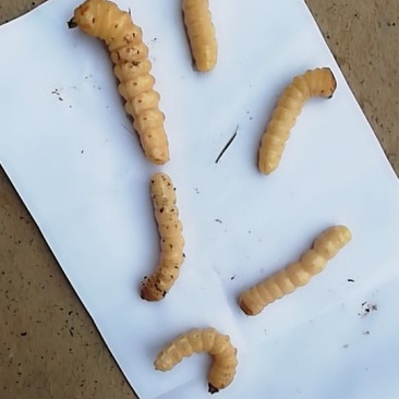 斗米虫