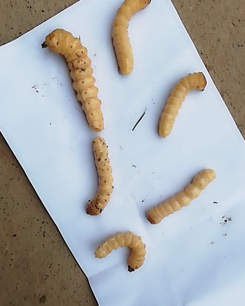 斗米虫