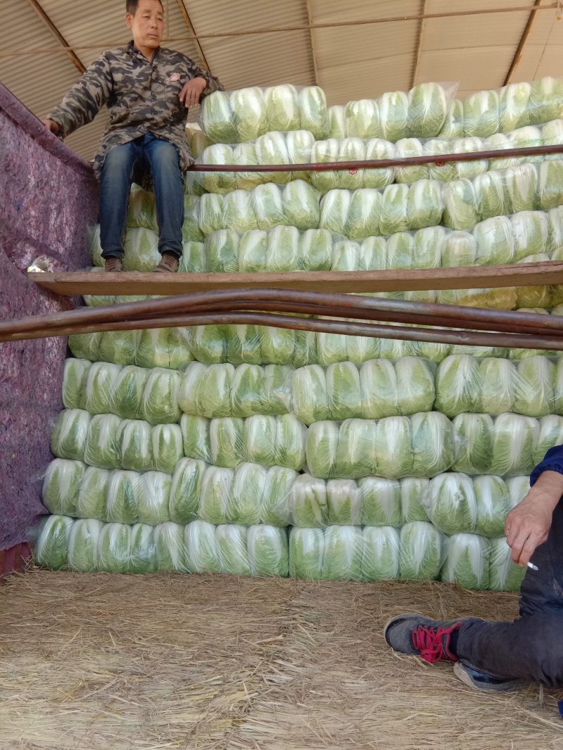 【推荐】靑杂三号白菜一年四季都有货源充足，大量供应保质保量