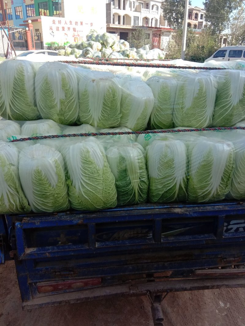 【推荐】靑杂三号白菜一年四季都有货源充足，大量供应保质保量