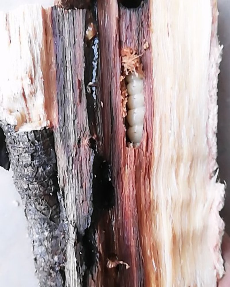 斗米虫