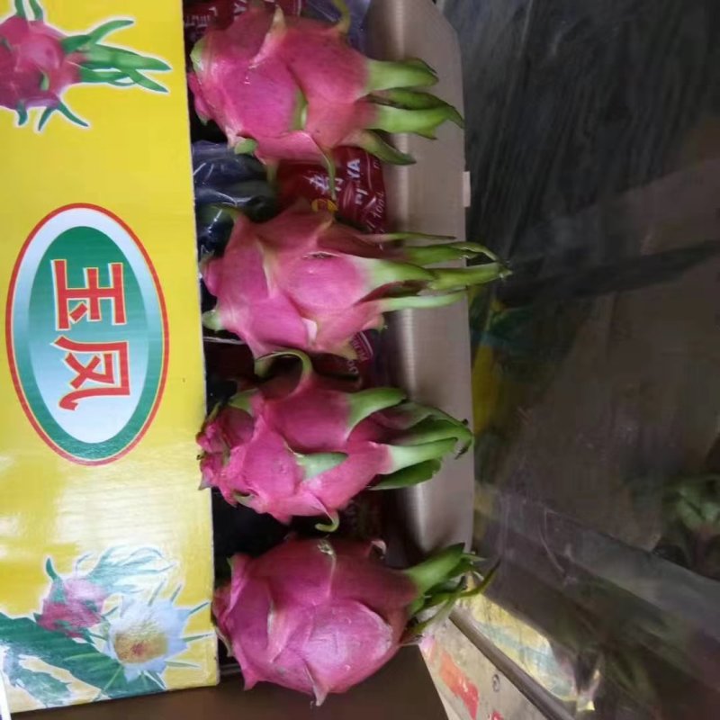 火龙果