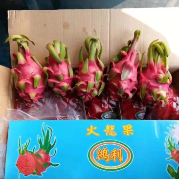 火龙果