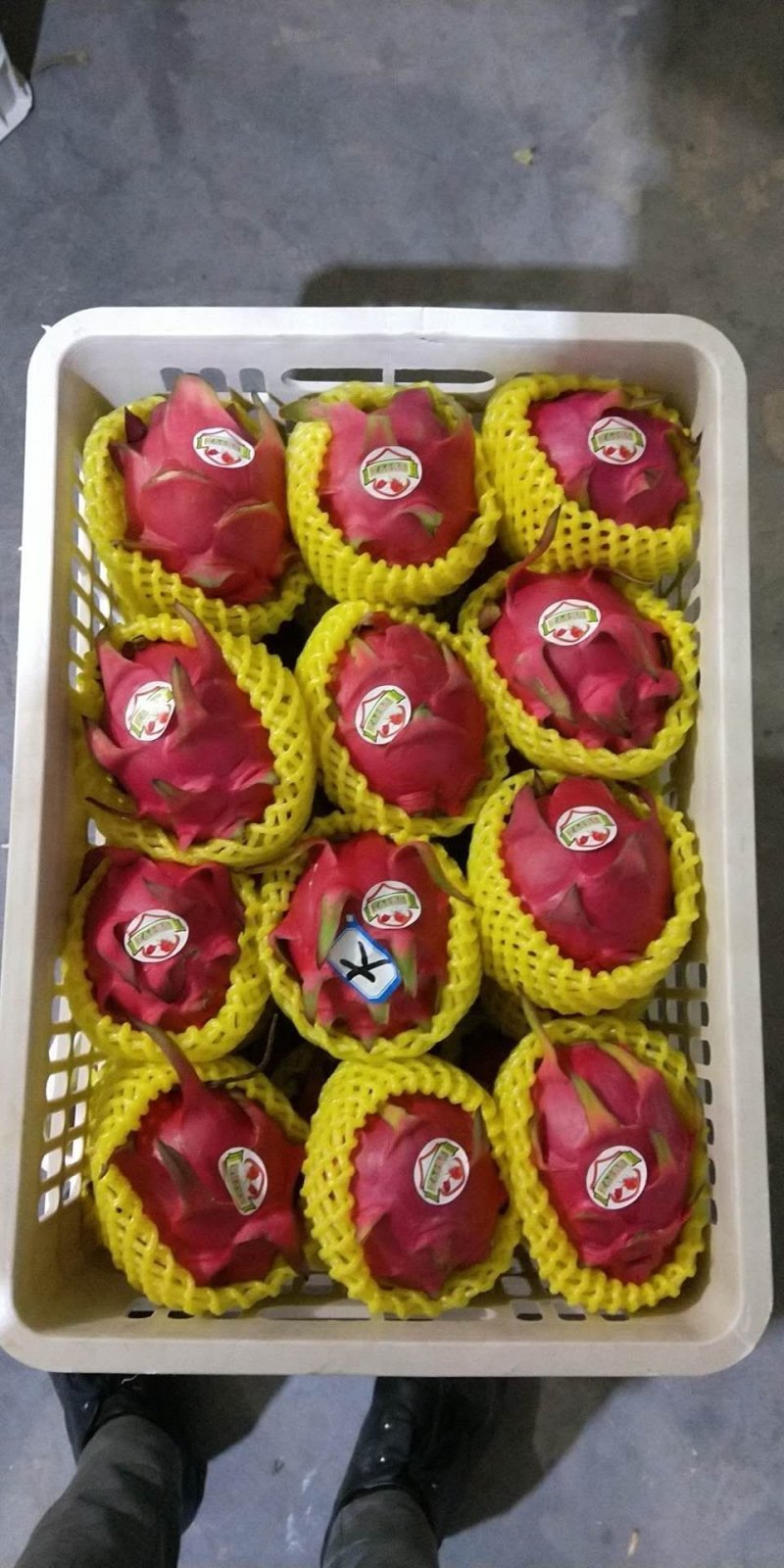 火龙果
