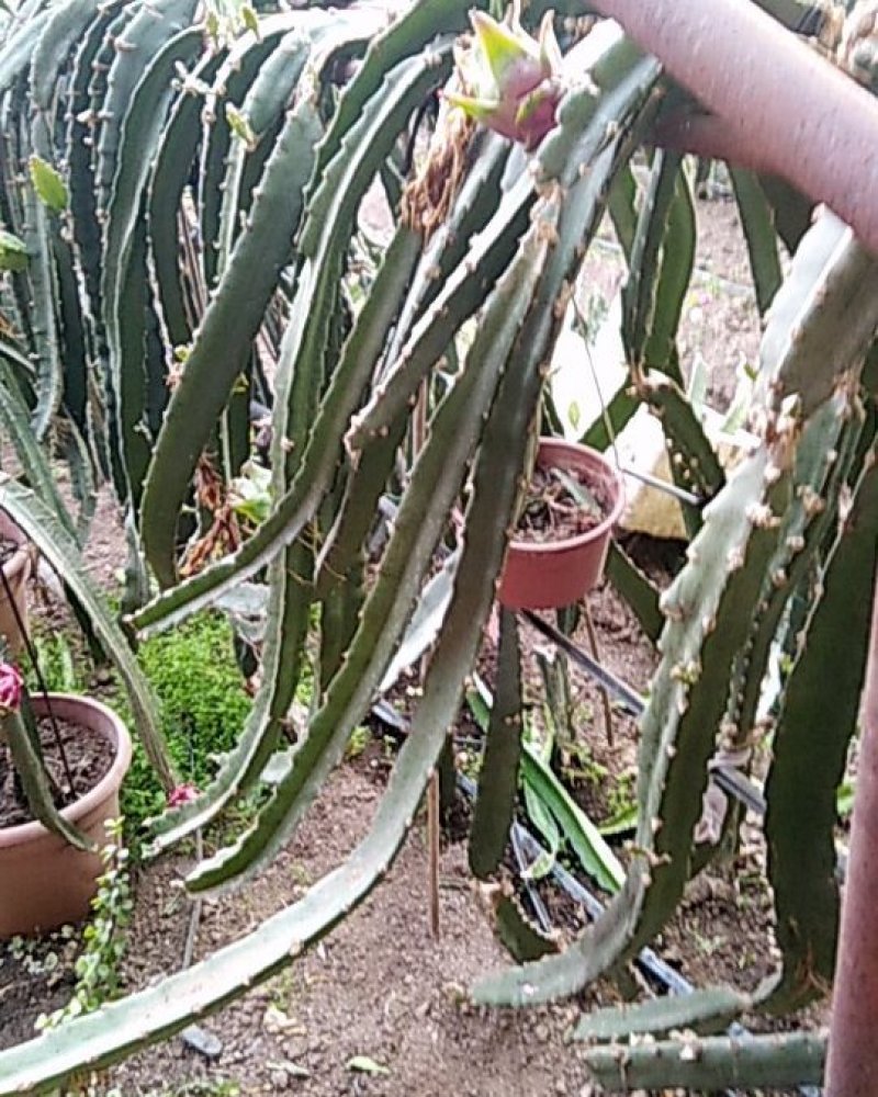 火龙果苗