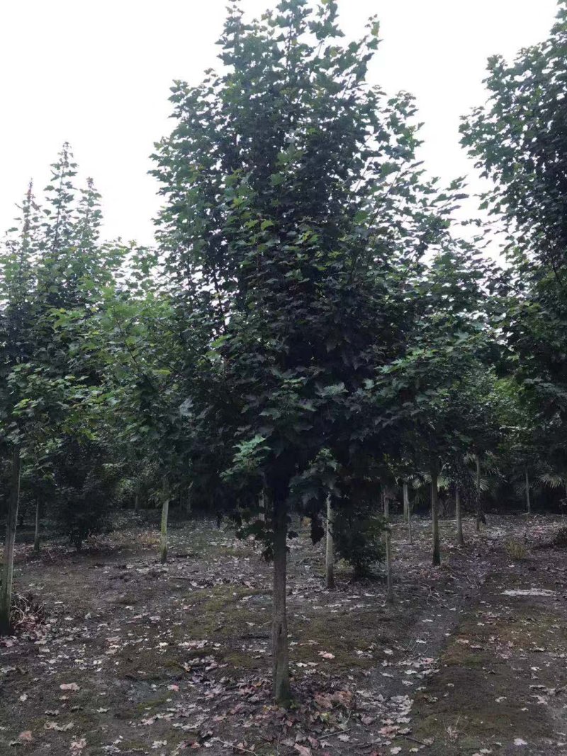 供应米10公分美国红枫，优质四川货源