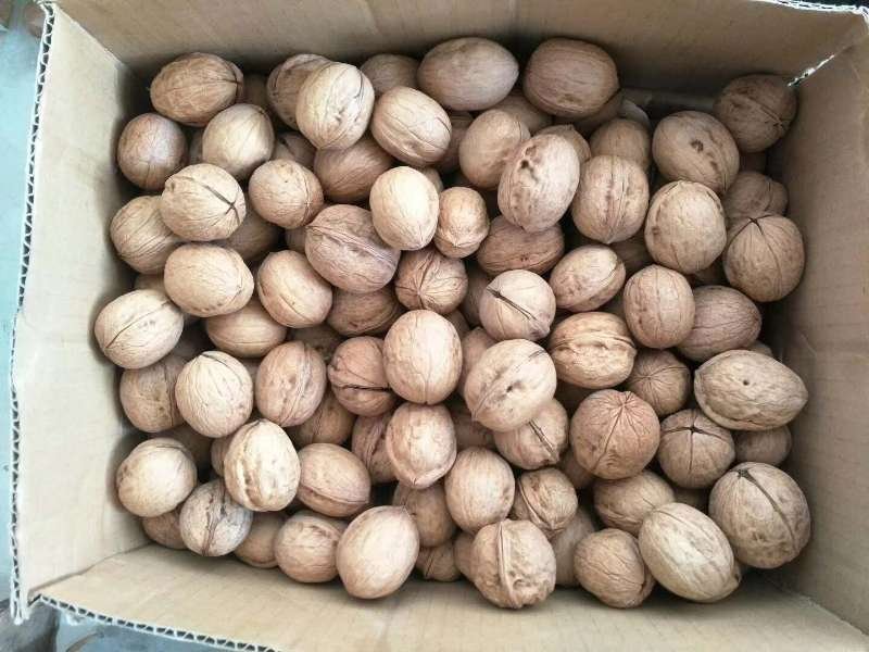 2020年新疆应季薄皮核桃批发孕妇坚果零食