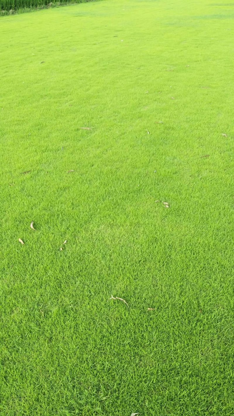 木棉花草皮基地