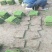 木棉花草皮基地
