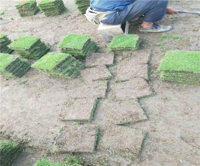 木棉花草皮基地