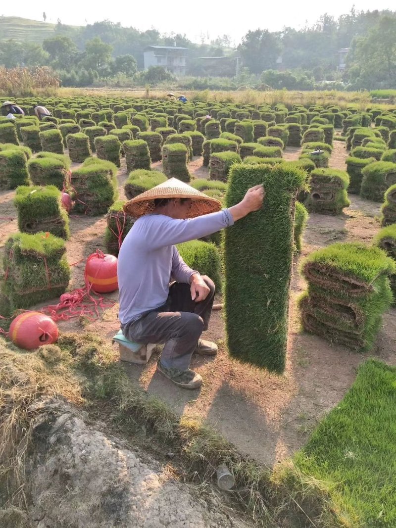 木棉花草皮基地