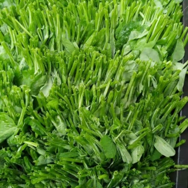 碗豆尖，碗豆苗，上海青，小白菜，叶菜，整车出货，蔬菜