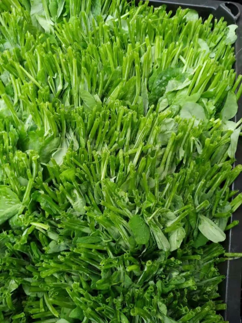 碗豆尖，碗豆苗，上海青，小白菜，叶菜，整车出货，蔬菜