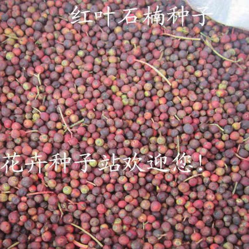 红叶石楠种子红罗宾火焰红石楠球工程绿化林木种子高杆石楠树
