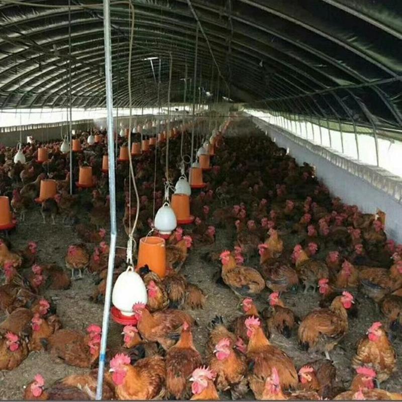 黑白膜养殖大棚黑白隔热膜防晒加厚反光保温养鸡鸭