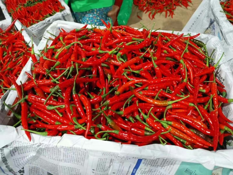 云南蔬菜，小米椒，辣椒，鲜辣椒，产区直销