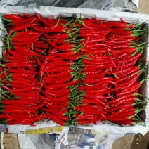 云南蔬菜，小米椒，辣椒，鲜辣椒，产区直销