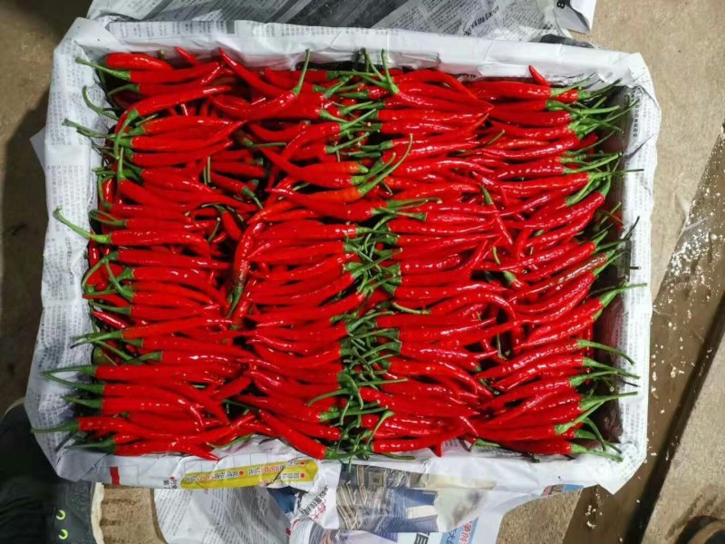云南蔬菜，小米椒，辣椒，鲜辣椒，产区直销