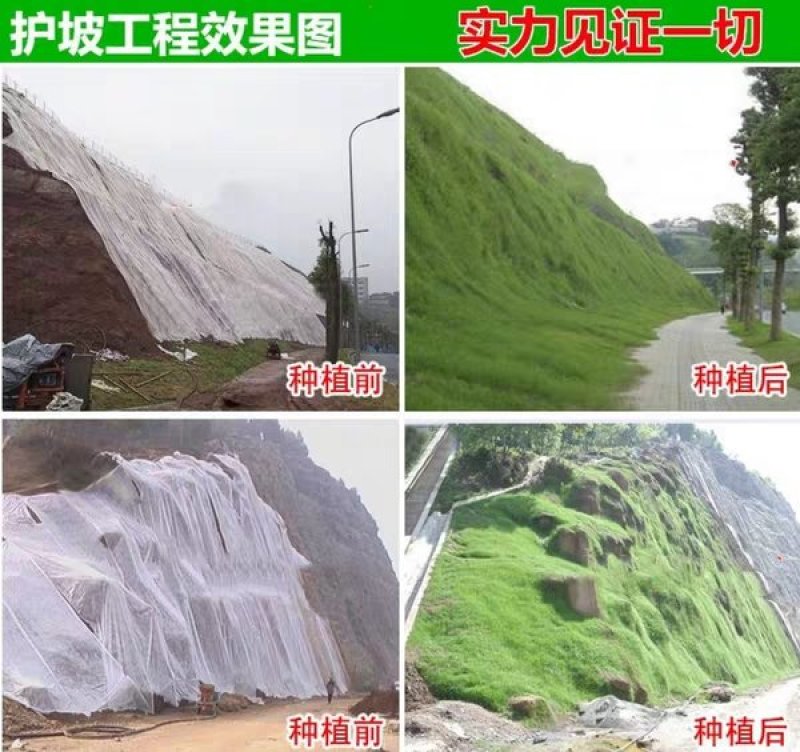 草坪种子草籽四季常青免修剪庭院耐寒耐踩狗牙根护坡绿化马尼