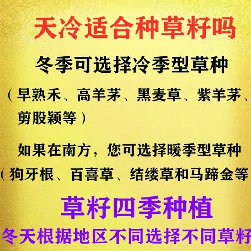 草坪种子草籽四季常青免修剪庭院耐寒耐踩狗牙根护坡绿化马尼