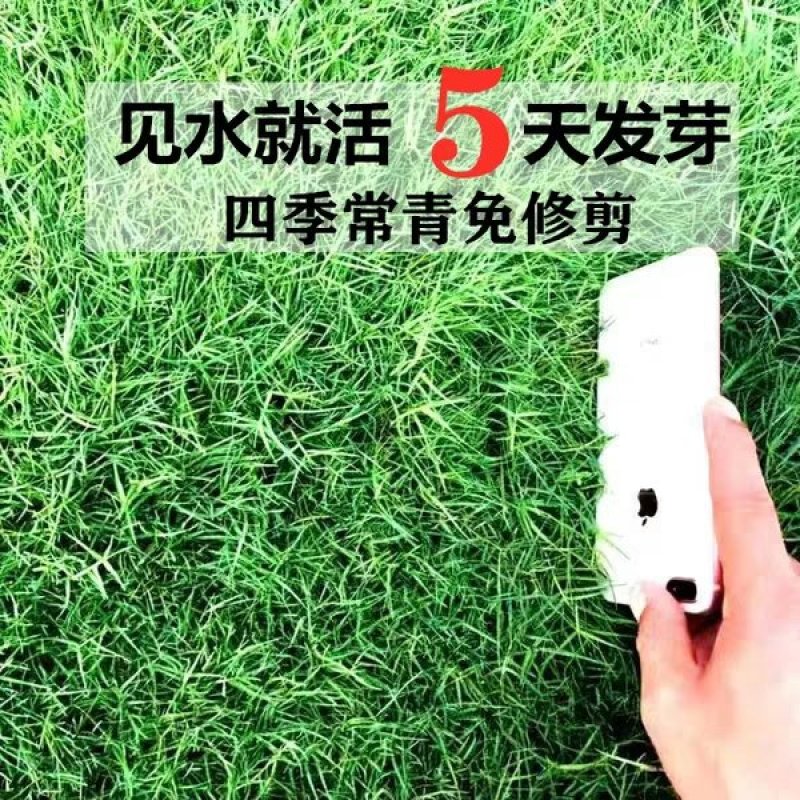 草坪种子草籽四季常青免修剪庭院耐寒耐踩狗牙根护坡绿化马尼