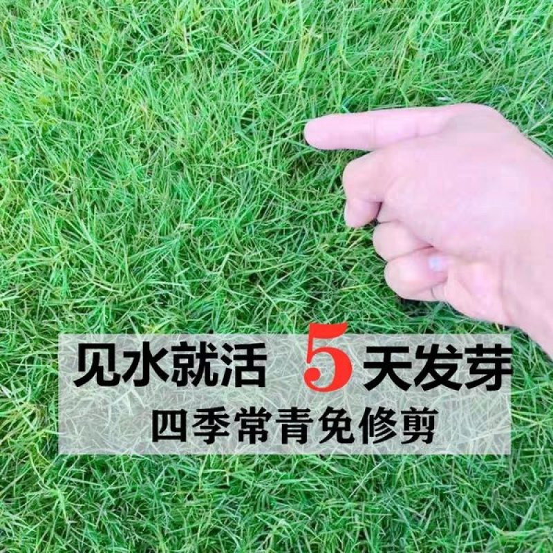 草坪种子草籽四季常青免修剪庭院耐寒耐踩狗牙根护坡绿化马尼