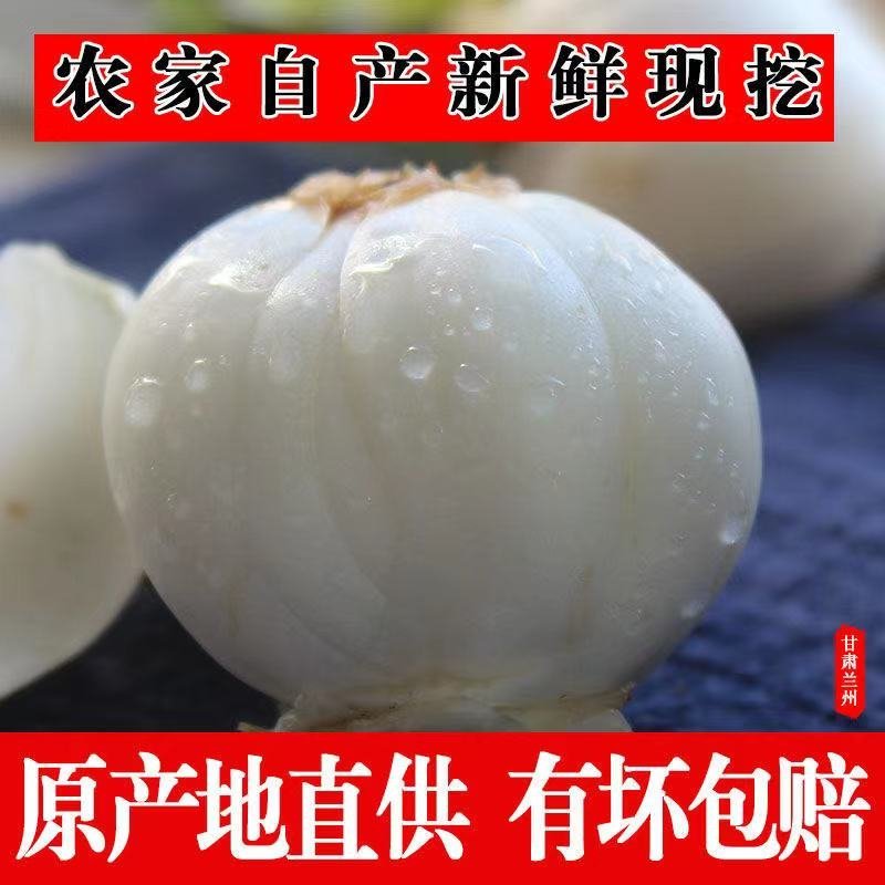 百合兰州甜百合原产地24小时内发货包邮