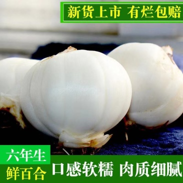 百合兰州甜百合原产地24小时内发货包邮