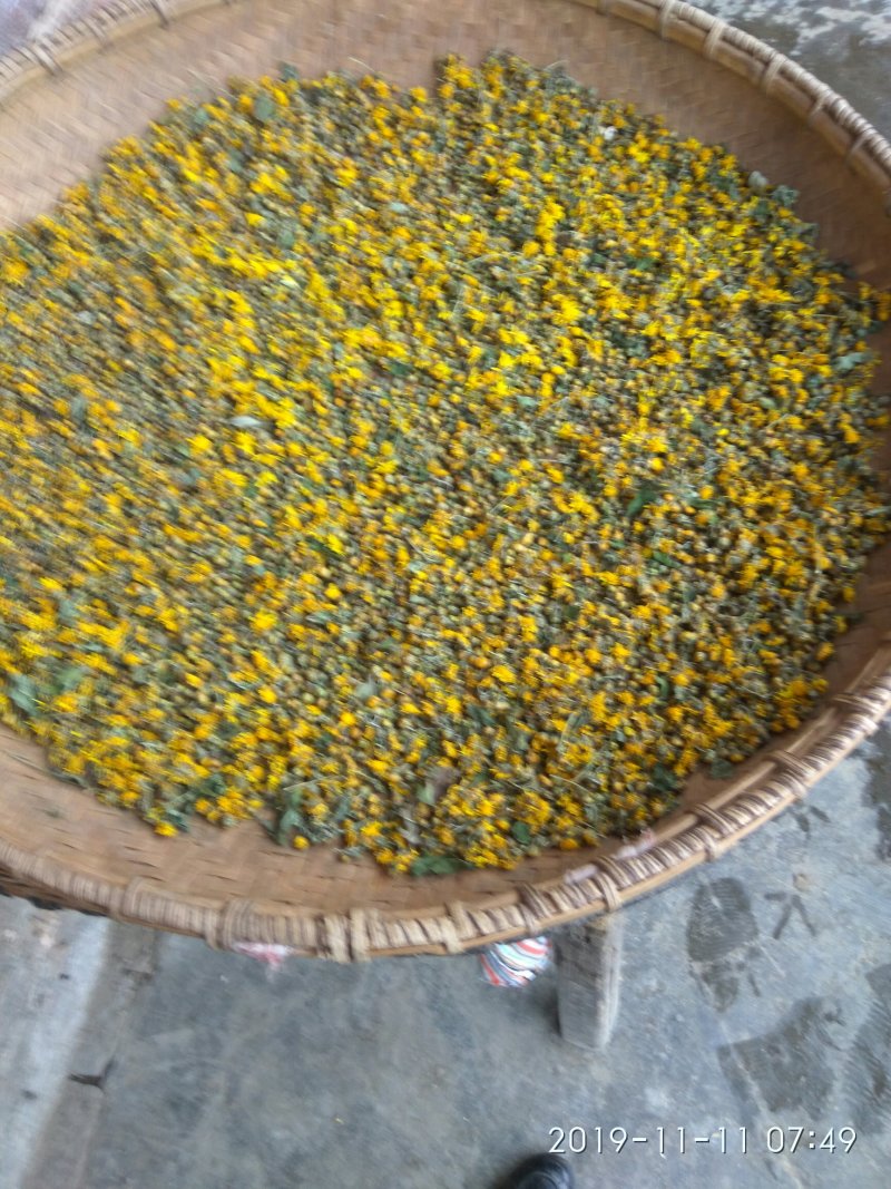 野生菊花
