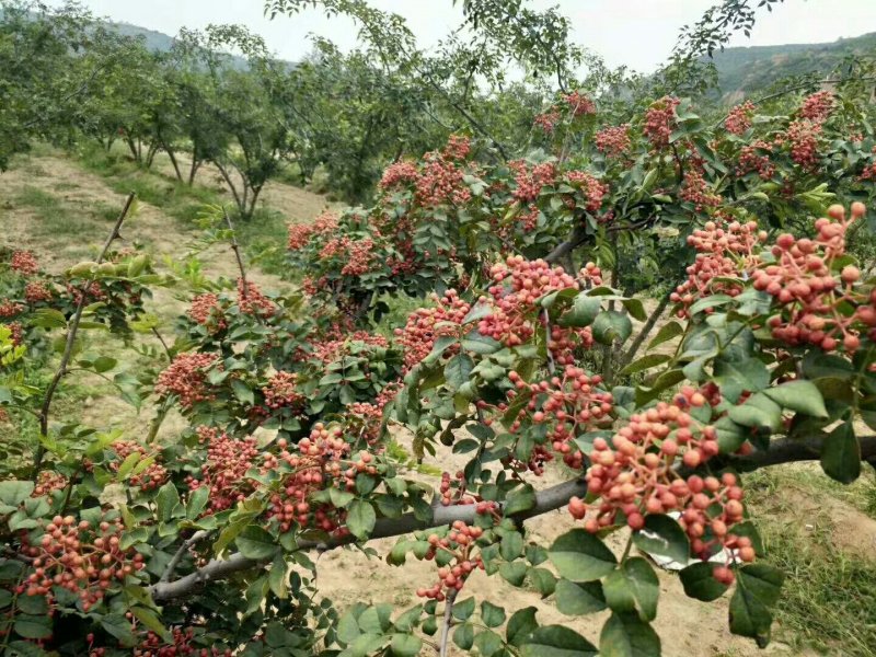 【放心苗】大红袍花椒苗无刺花椒苗全国发货量大优惠技术支持