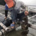 批发鲜生蚝