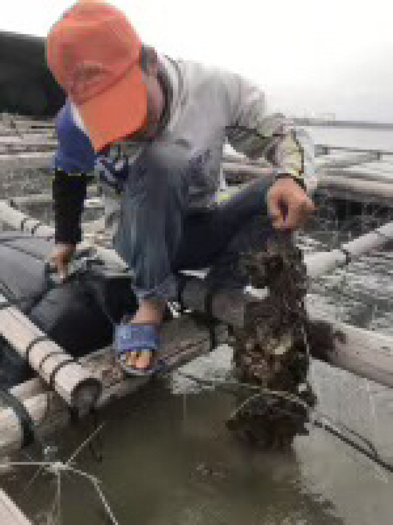 批发鲜生蚝
