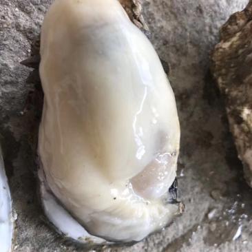 批发鲜生蚝
