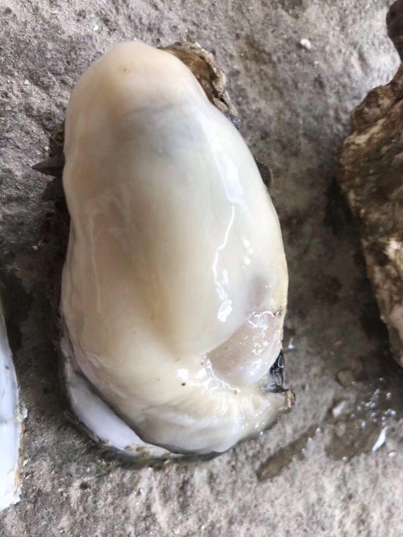 批发鲜生蚝